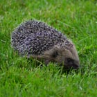 hedgehog